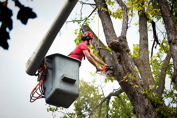 Best Tree Cabling and Bracing  in Newark, CA